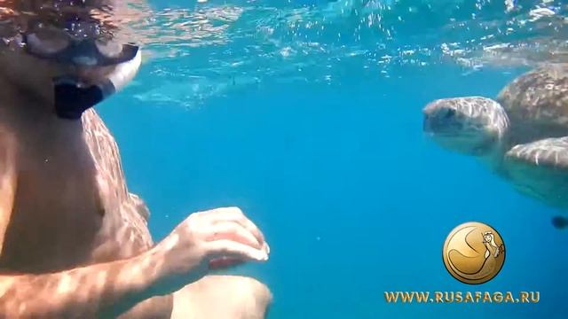 Снорклинг с черепахами. Красное море, Сафага.. Snorkeling with turtles.
