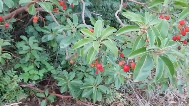 Зимняя вишня. Winter cherry in the forest.#сад #мандрагора #море#горы#прогулка#Review смотреть онлайн