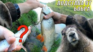 ЧТО ЭТО ЗА РЫБА ТРОФЕЙНЫЙ ГОЛАВЛЬ, Рыбалка на спиннинг