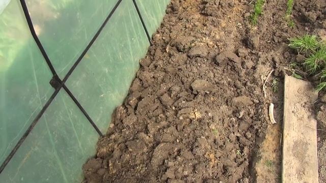 Высаживаем правильно кукурузу в грядку лентяйку. смотреть онлайн