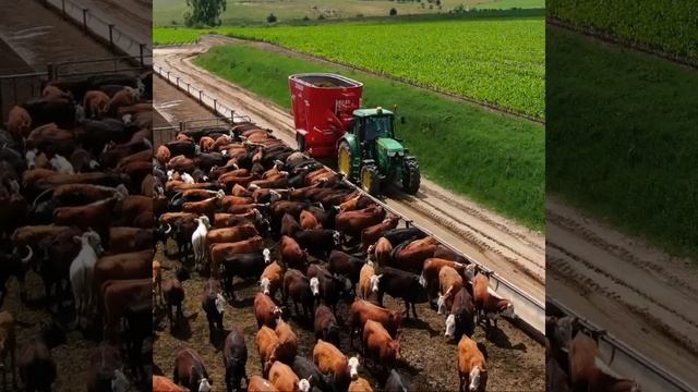 Кормосмеситель Колнаг, кормление 700 коров видео.mp4