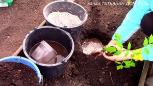 ПОСАДКА ТОМАТОВ ПЕРЦЕВ БАКЛАЖАН В ТЕПЛИЦУ