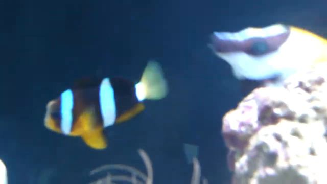 Clarki con un ojo enfermo? is my clarki sick? смотреть онлайн