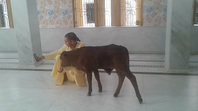 Храм Сурабхи-кундж Индия, Маяпур. смотреть онлайн