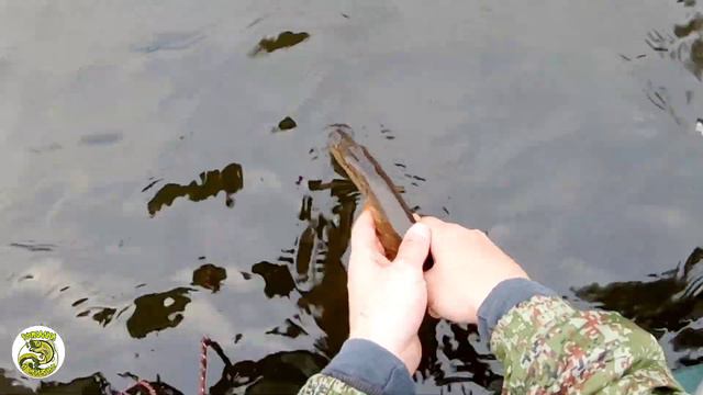 Спиннинг ультралайт BAZIZFISH NIHONTO смотреть онлайн