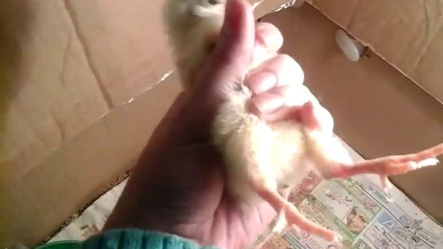 Как определить пол цыпленка?  /наш первенец/