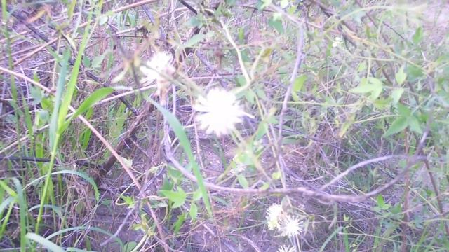 Medicinal Plants of the Southwest with Herbalist Darcey Blue: Clematis Vine смотреть онлайн