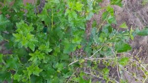 Нападение тли на розы, а гусениц на крыжовник! Нужно срочно обработать!