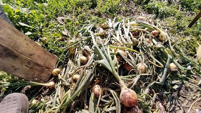 Доломитовая мука работает на раскисление почвы и повышает урожайность культуры. смотреть онлайн