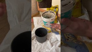 Пересадка лимона в домашних условиях ? Грунт для цитрусовых