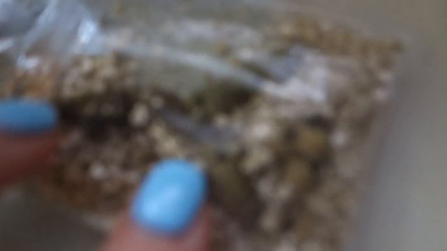 Как прорастить (разбудить) ризомы ахименеса