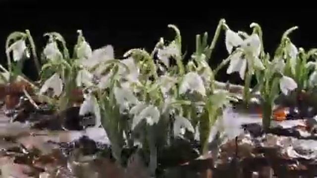 1 марта 2017 г. смотреть онлайн