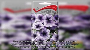 Петуния Тайфун — основные характеристики растения