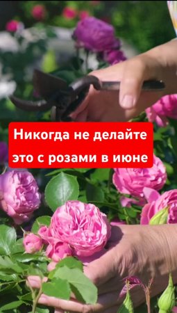 НЕЛЬЗЯ делать это с розами в ИЮНЕ