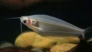 Стеклянный сомик аквариумная рыбка.  Содержание.  Уход.  Размножение.