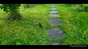 Птичка со сломанным крылом/Bird with a broken wing