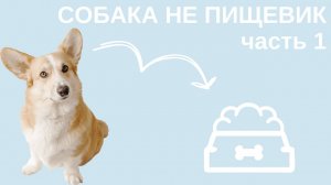 Собака не пищевик. Часть1