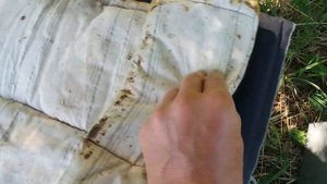 Взяток с акации. Пчелы поднялись в надставки.