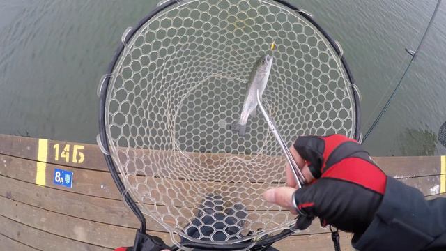 СОIЛ. Part 31. Две рыбы в минуту. I рейтинговый турнир по ловле форели 2018 смотреть онлайн