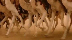 ALEXANDER - battle of gaugamela (part 1).