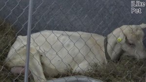 Зааненская коза. Особенности. Уход