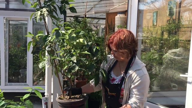 Корневая шейка, root neck , пересадка смотреть онлайн