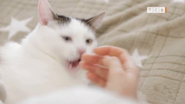 Коты в инстаграме. Как создать пушистый контент? смотреть онлайн