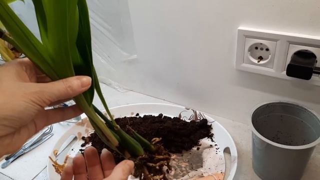 #Zygopetalum №2. Пересадка: сюрпризи в субстраті та на квітах. Обробляю від хвороб.