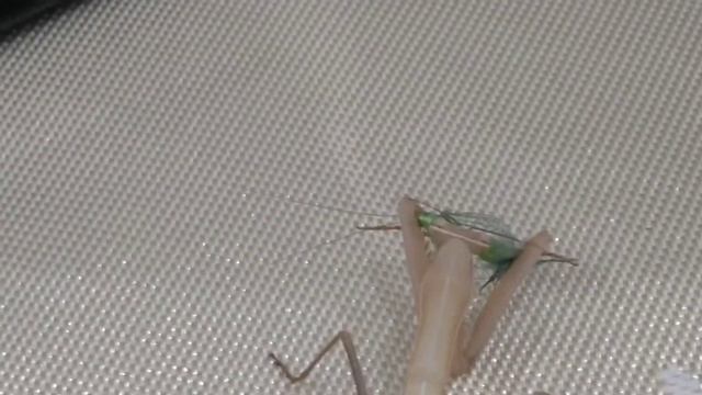 Обзор обыкновенного богомола mantis riligioza. Богомолы Геленджика.