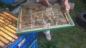 Первая работа с объединеным кассетно-корпусным ульем для двухматочного содержания пчёл