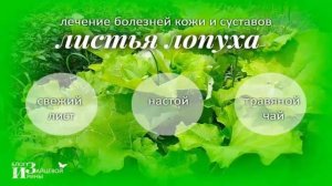 лопух свойства и применения