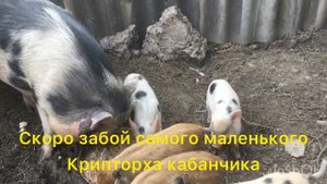 Кто такие кармалы? Скоро забой кармальчика?