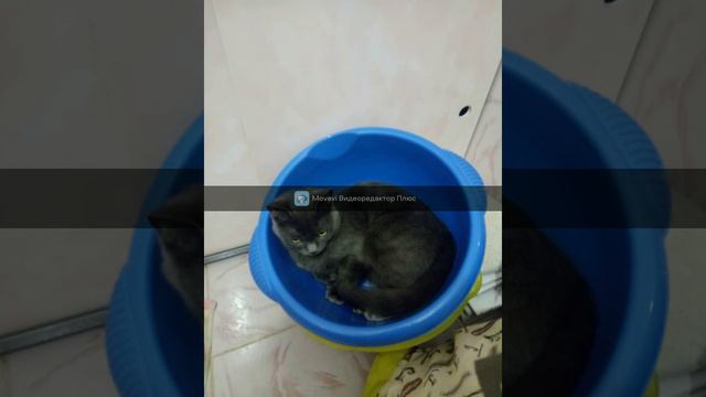 Мои питомцы за последние 3 года. Некоторых зверей уже нет с нами. смотреть онлайн