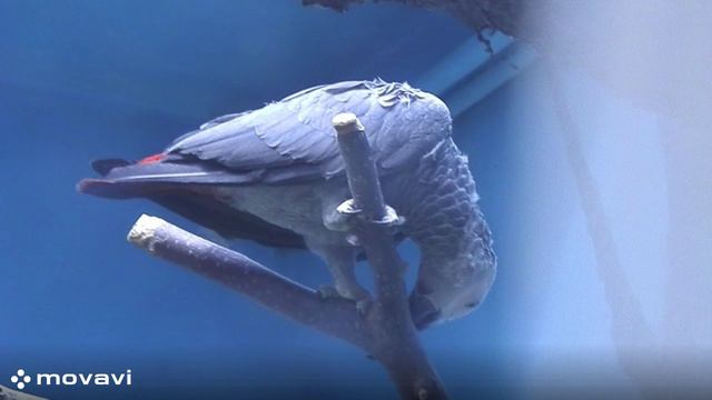 Влог / Московский зоопарк. Жако / 8.04.22 год