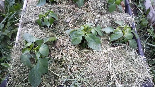 мульчирование грядок, Чем хороша мульча Для ПЕРЦА!