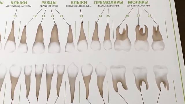 Основные четыре типа зубов человека (плакат) смотреть онлайн