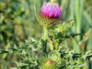 Татарник. Применение в магии и медицине.