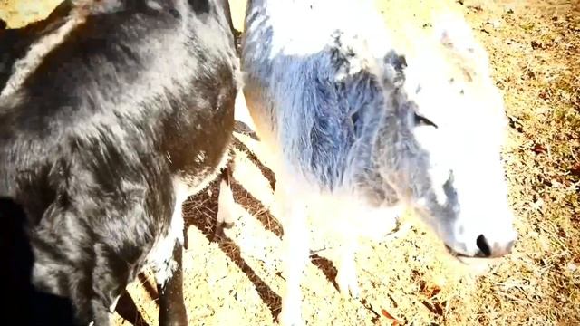 Лошади, ослики, коровы Зебу и куры. смотреть онлайн