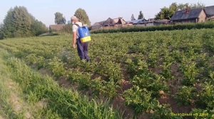 Выращивание картофеля с мотоблоком НЕВА МБ-2 сезон 2021