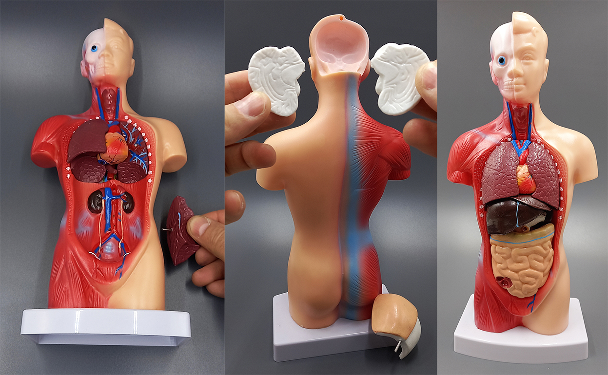 Анатомическая модель девушки