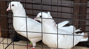 Бакинские голуби ️ старопородные бойные #baku #bakupigeons