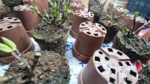 Европейские полуфабрикаты крупнолистных гортензий....