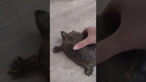 Отличие черепах девочки от мальчика