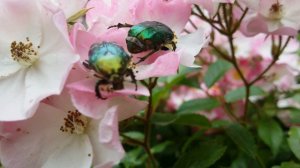 BUGs on flowers macro FULL HD