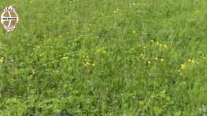 Коп в Егорьевском районе поиск старой деревни!!!