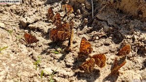 Бабочки крупным планом в 2.7K. Тополевый ленточник / Боярышница / Шашечница Аталия