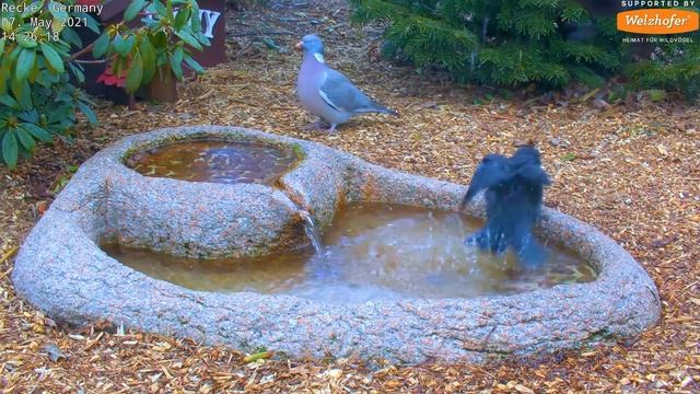 Highlights of today Owl Jackdaws nestboxes Itchy... Recke Germany - May. 07 2021