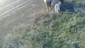 Падение метеорита в Ставропольском крае