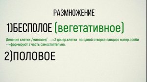 Ботаника.Диатомовые водоросли.