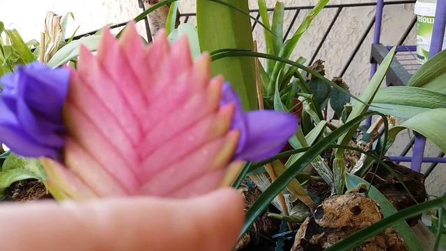 Τιλαντσια (tilandsia) μπλε έχει ταυτόχρονα 3 λουλούδια! смотреть онлайн
